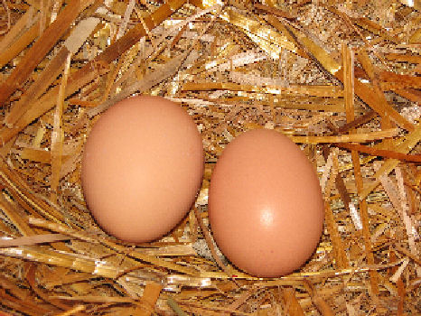 Eggs